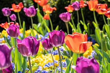 Closeup shot of blooming colorful vibrant tulips on a field