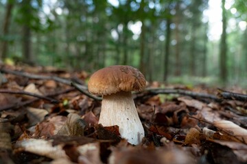 Young cep mushroom (boletus edulis) in autumn