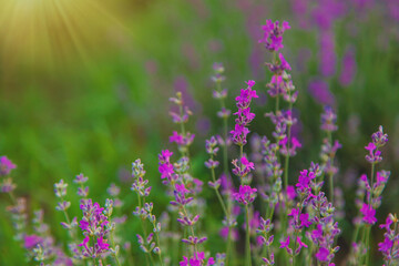 Lavender blossoms in a beautiful background field. Selective focus.