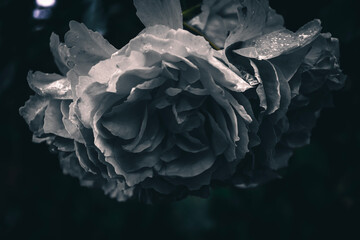 rose, black and white