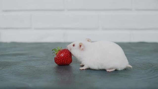 White adorable fluffy hamster walks towards large ripe strawberry, profile view. Rodent licks, eats berry. Paws hold food. Concept of healthy, wholesome nutrition, organic and natural food.