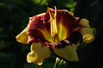 A multi-colored daylily flower with yellow-mustard petals, a bright dark cherry eye and a yellow-green throat, on a dark green natural background.