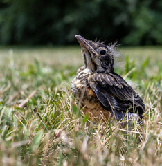 Small bird on the ground