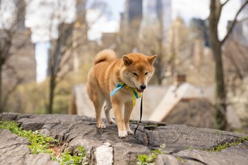 Red Shiba Inu puppy on a leash in the Central Park in New York City