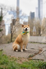 Red Shiba Inu wearing a ribbon with the colors of the Ukrainian flag in Central Park, New York City