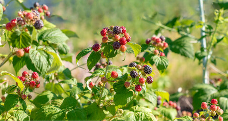 Black raspberry on bunch in the garden