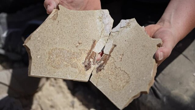 Person revealing fish fossils in rock layers they found at quarry in Kemmerer Wyoming.