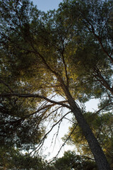 Aleppo pine tree forest, Pinus Halapensis, Dalmatia, Croatia