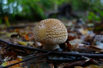 Closeup of a blusher mushroom (Amanita rubescens)