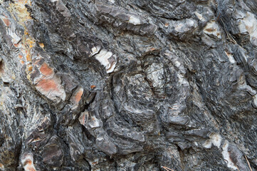 Old tree bark texture background, bark of the Aleppo pine tree