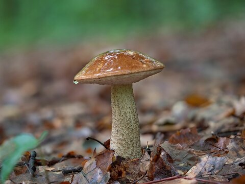 Closeup of a wet Leccinum scabrum mushroom