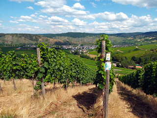 Weinberge an der Mosel bei Leiwen im Landkreis Trier-Saarburg. Aussicht vom Fernwanderweg...