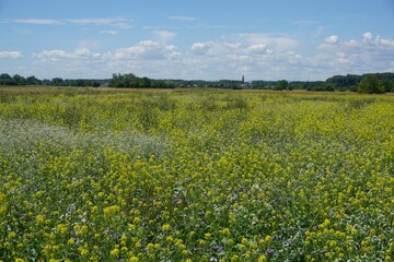Beautiful field with yellow flowers under a blue cloudy sky on a sunny day - Powered by Adobe
