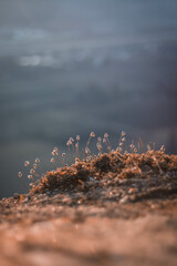 Naturaleza