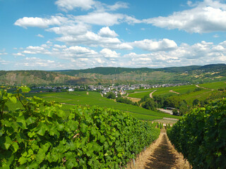 Weinberge an der Mosel bei Leiwen im Landkreis Trier-Saarburg. Aussicht vom Fernwanderweg...