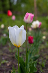 Obraz premium multi colored tulips in the garden