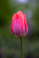 Naklejka premium purple tulip on a blurry background