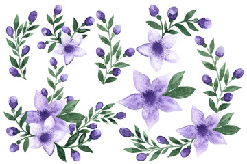 Set of  hand drawn watercolor beautiful violet purple colored flowers with green leaves and buds as aquarelle element for print fabric, cards, textile. Isolated on white