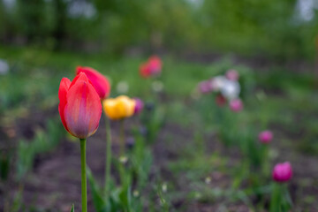 multi colored tulips in the garden