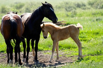 Wild horses of Alberta
