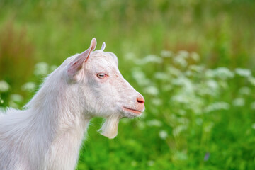 A young white goat. Profile view. Livestock