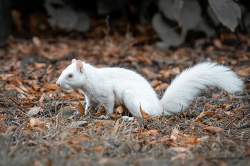 Closeup of the albino gray squirrel, Sciurus carolinensis on the autumn foliage. - obrazy, fototapety, plakaty