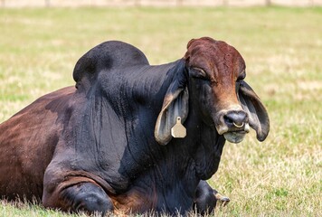 Huge cow with long ears and hump sitting on grass