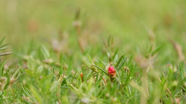 Closeup of Moss-rose purslane blooming in green grass