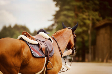 A beautiful sorrel horse with a braided mane is dressed in a leather bridle, a leather saddle and a...