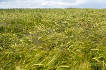 A view over a field of ripening wheat crop in Northumberland, UK