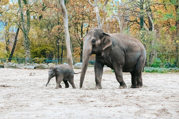 Two elephants in a zoo. Mother and calf are walking in the national park. Wildlife concept. African elephant baby elephant protected by adults in a herd