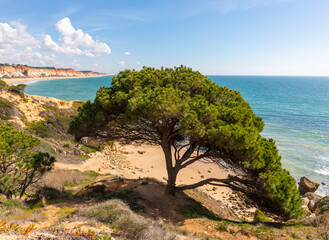 Lonely tree at Algarve coast, red coastline and blue sea.