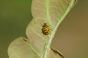Closeup 22 spot ladybird (Psyllobora vigintiduopunctata), family ladybirds (Coccinellidae). Walking on an oak leaf with aphids. Summer, July, 