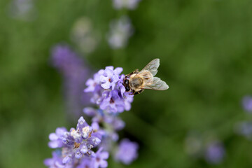  Bee eating nectar at purple little flowers in garden