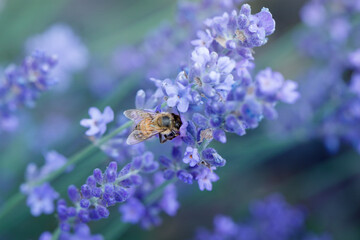  Bee eating nectar at purple little flowers in garden