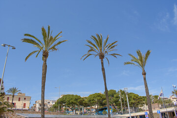 Fototapeta na wymiar Porto Cristo, Mallorca, Spain - 05.02.2022: Palm trees against blue sky in Porto Cristo