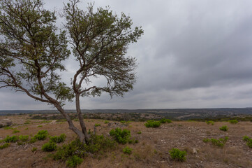 TExas hill country with mesquite tree on the left