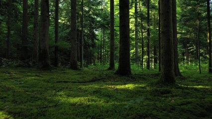 Green mossy forest floor with trees. - Powered by Adobe