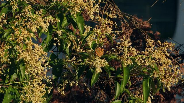 Monarch butterfly is collecting pollen from the yellow flowers of a tree in four time slow motion