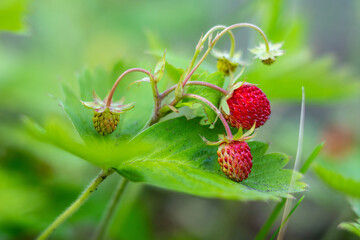 ripe wild strawberries on a bush close-up