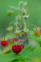 ripe wild strawberries on a bush close-up