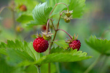 ripe wild strawberries on a bush
