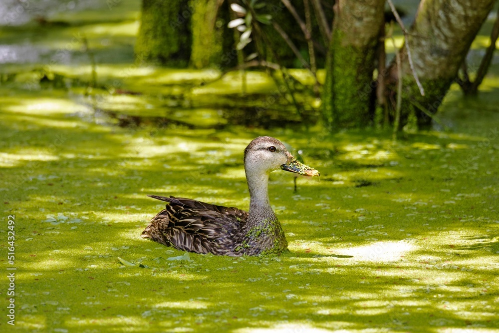 Poster Mottled duck floating in the shade