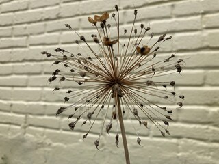 Seeded Allium Globe against Painted 
Brick Wall