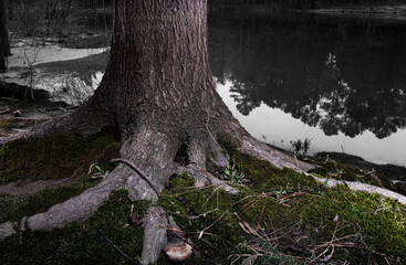 Reflecting water with large tree in the foreground