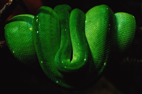 Closeup of a long tail of a green tree python (Morelia viridis) coiled on a tree branch
