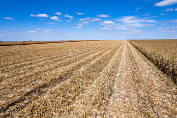 Fototapeta na wymiar Plantação de milho pronto para colheita em vista aérea