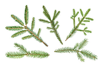 Set of fir branches isolated on white background