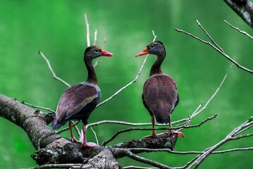 Closeup of two black-bellied whistling ducks against a green background. Dendrocygna autumnalis.