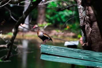 Black-bellied whistling duck standing on the edge of a green board. Dendrocygna autumnalis.